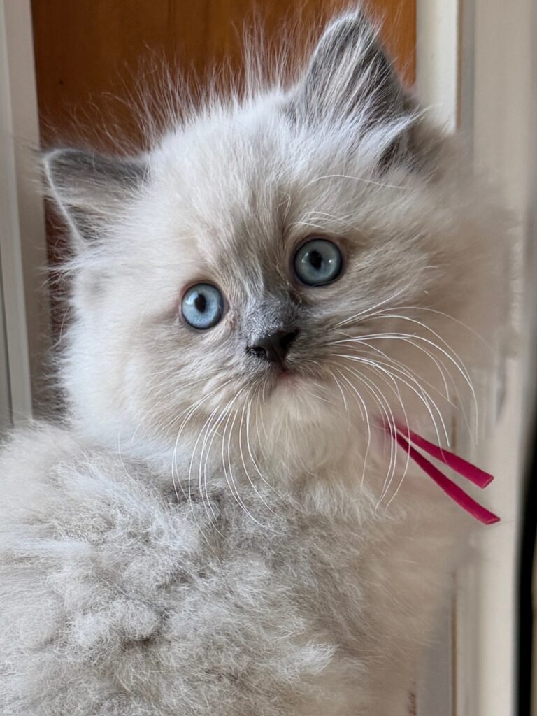 blue mitted ragdoll kittens