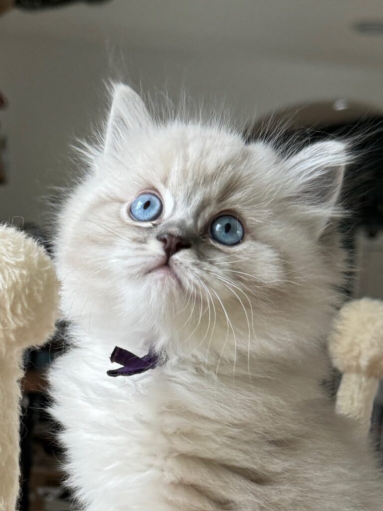 Shortbread, Blue Lynx Point Mitted Female – Reserved for Anna