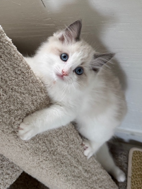 Colt, Blue Point Bicolor, Reserved - Masterpiece Ragdolls