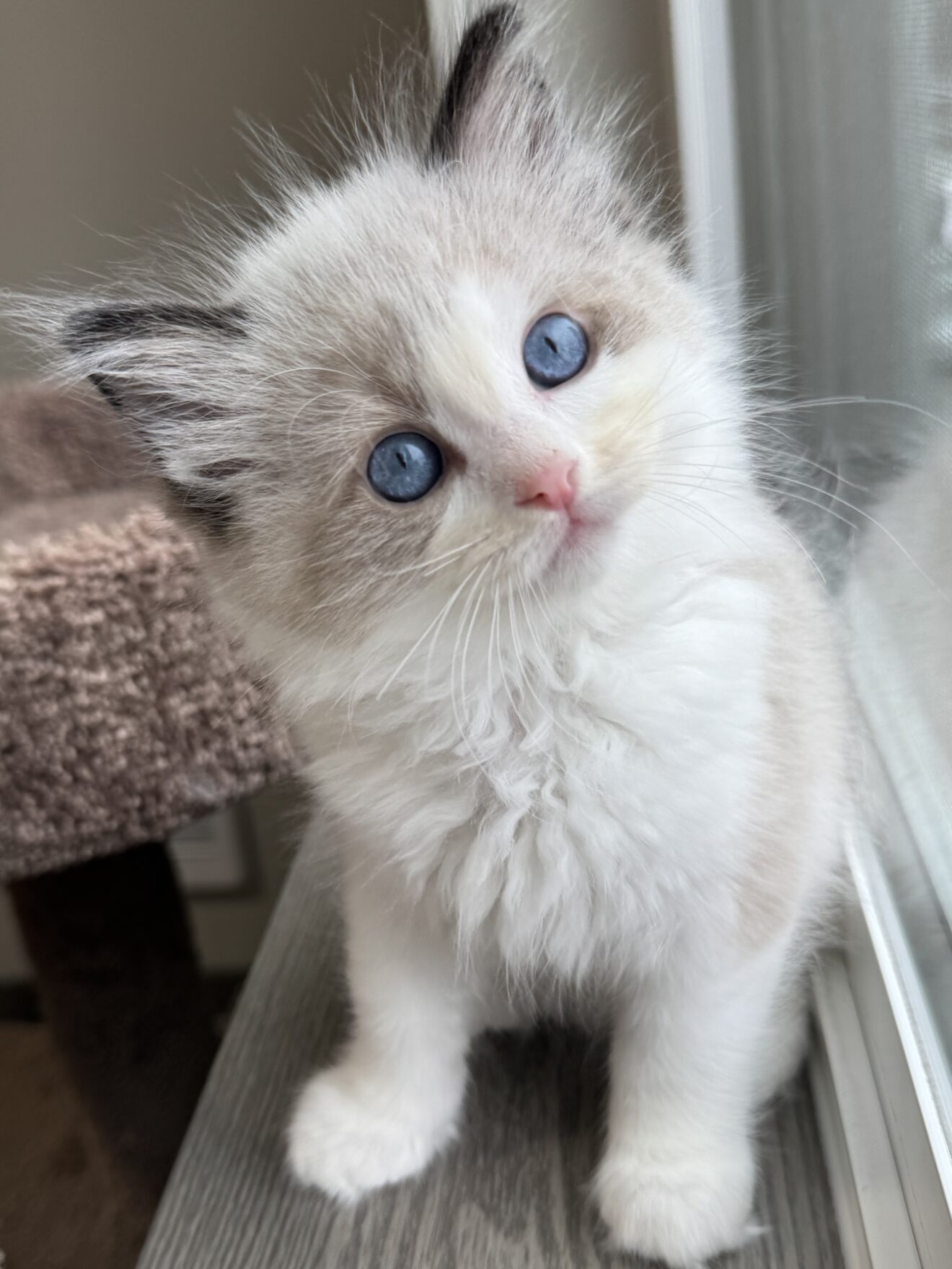 Suud Rag Spud, Seal Point Bicolor, Reserved - Masterpiece Ragdolls