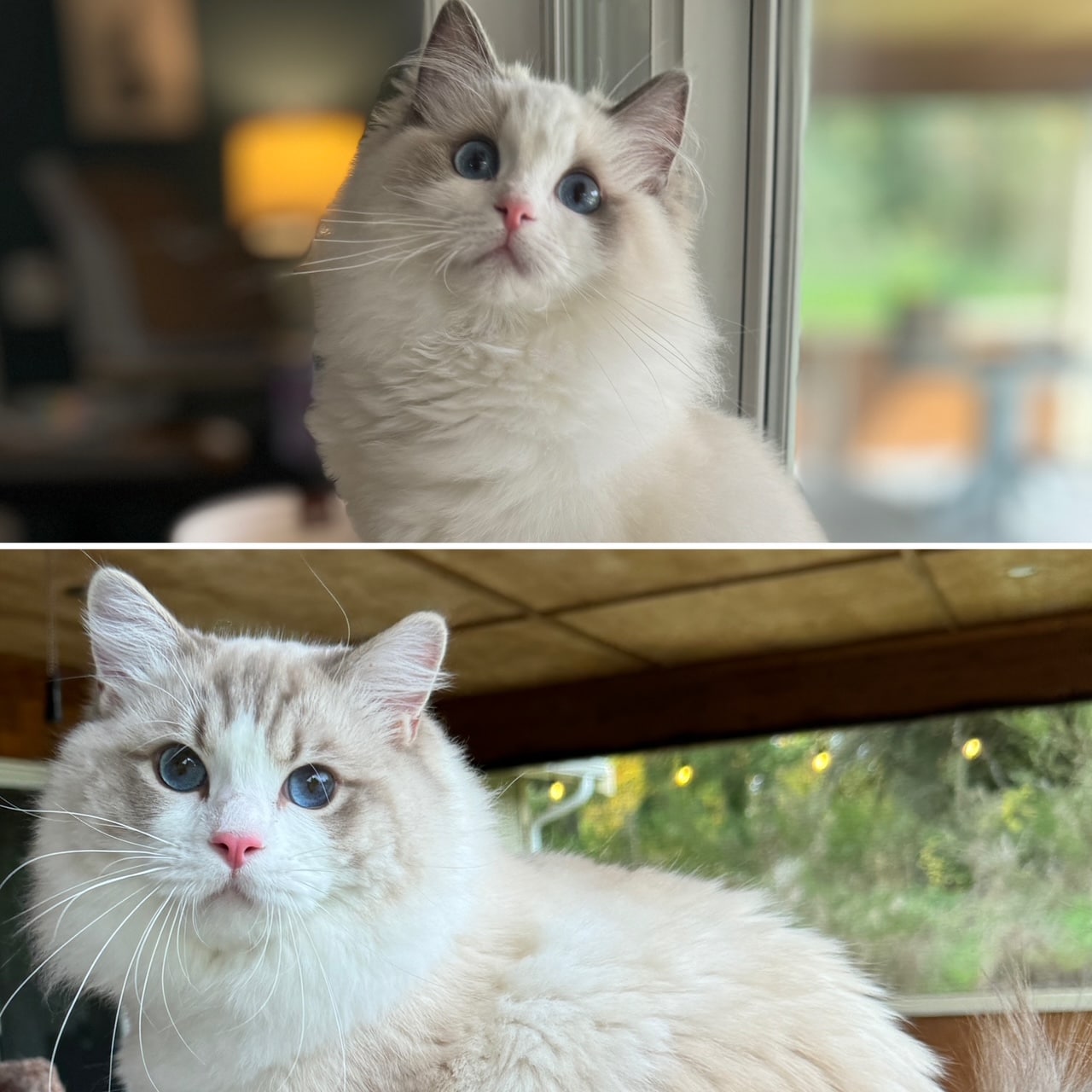 Blue Bicolor Ragdolls Yuji & Gertie
