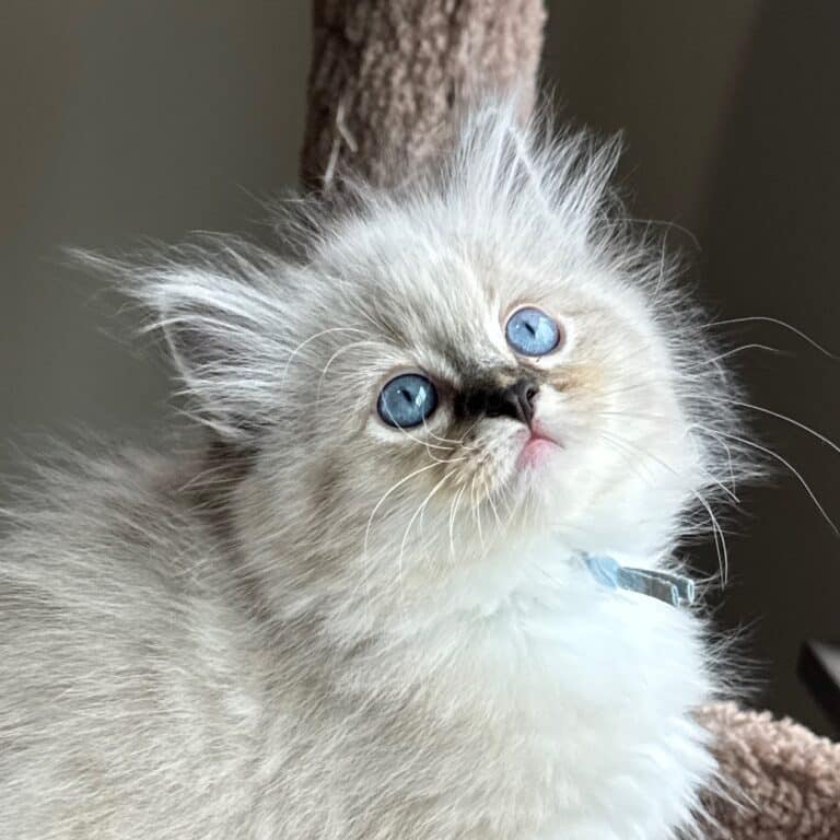 Tilly, Seal Lynx Point Mitted Girly