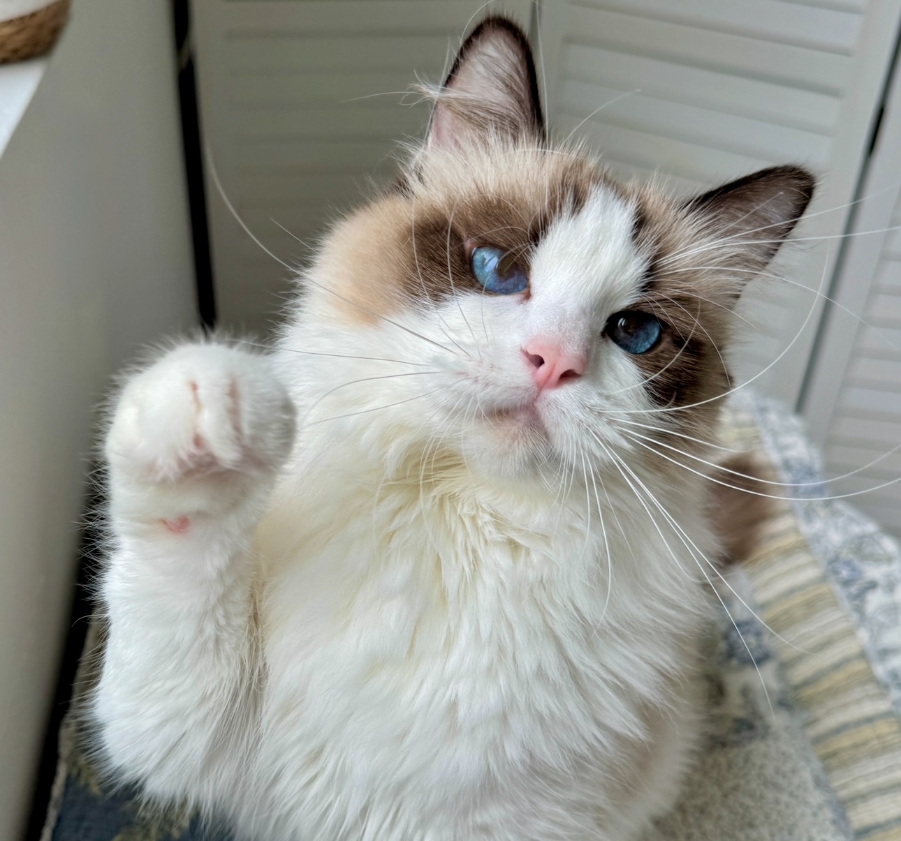 Available Ragdoll Kittens
