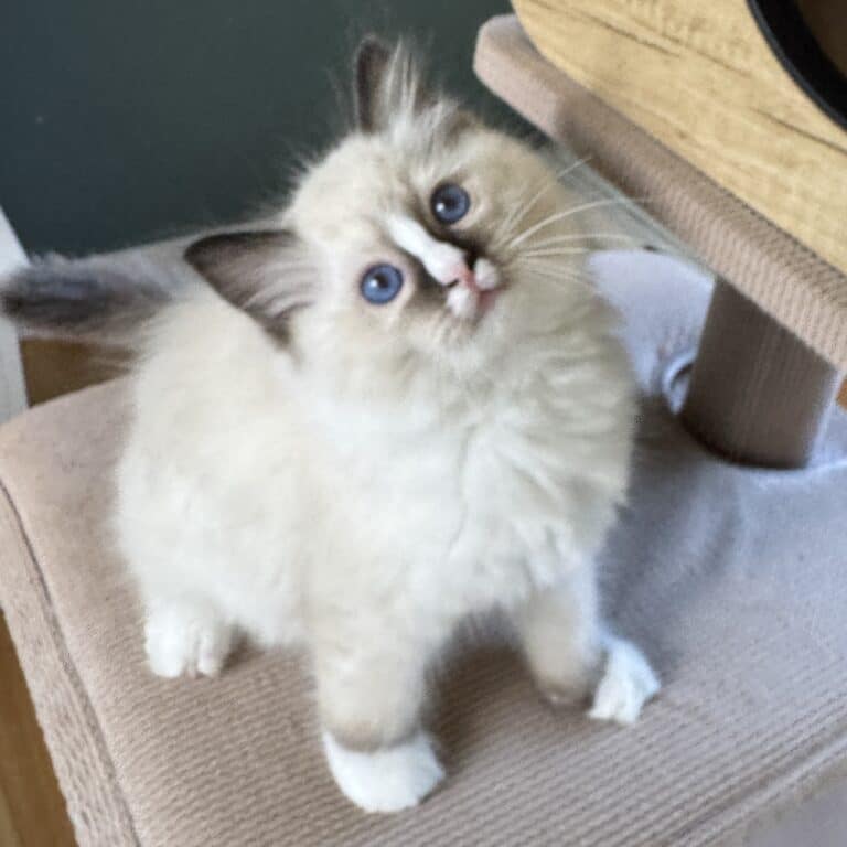 Ragdoll kitten looking up at the camera