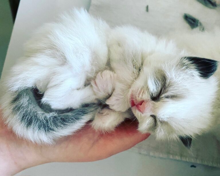 breeding ragdoll kittens is rewarding