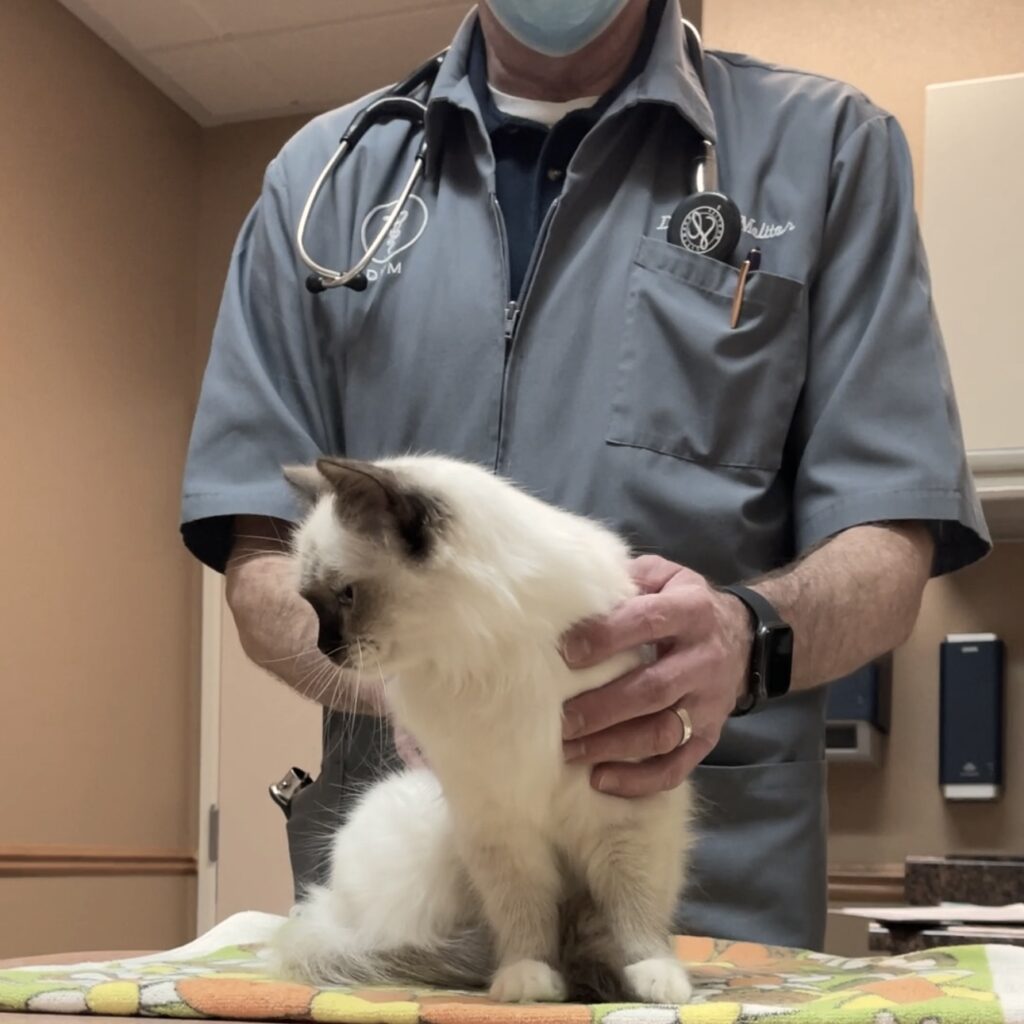ragdoll kitten adoption checklist