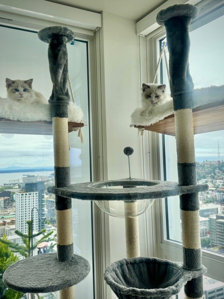 adopting a ragdoll kitten in washington