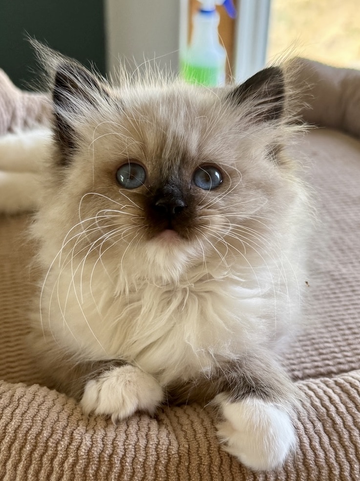 adorable ragdolls kitten for sale