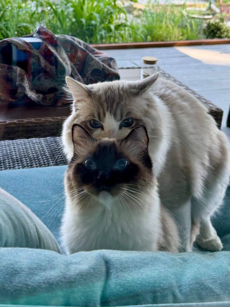 coordinating mating ragdoll cats