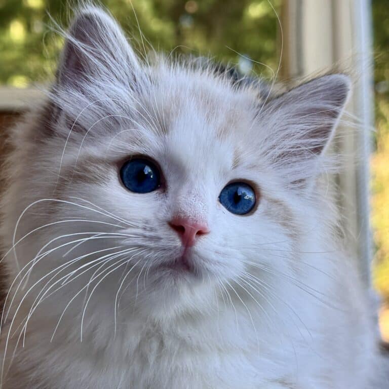 Seal Lynx Bicolor ragdoll kitten for sale