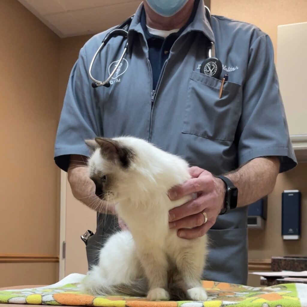 breeding ragdoll cats with veterinarian help