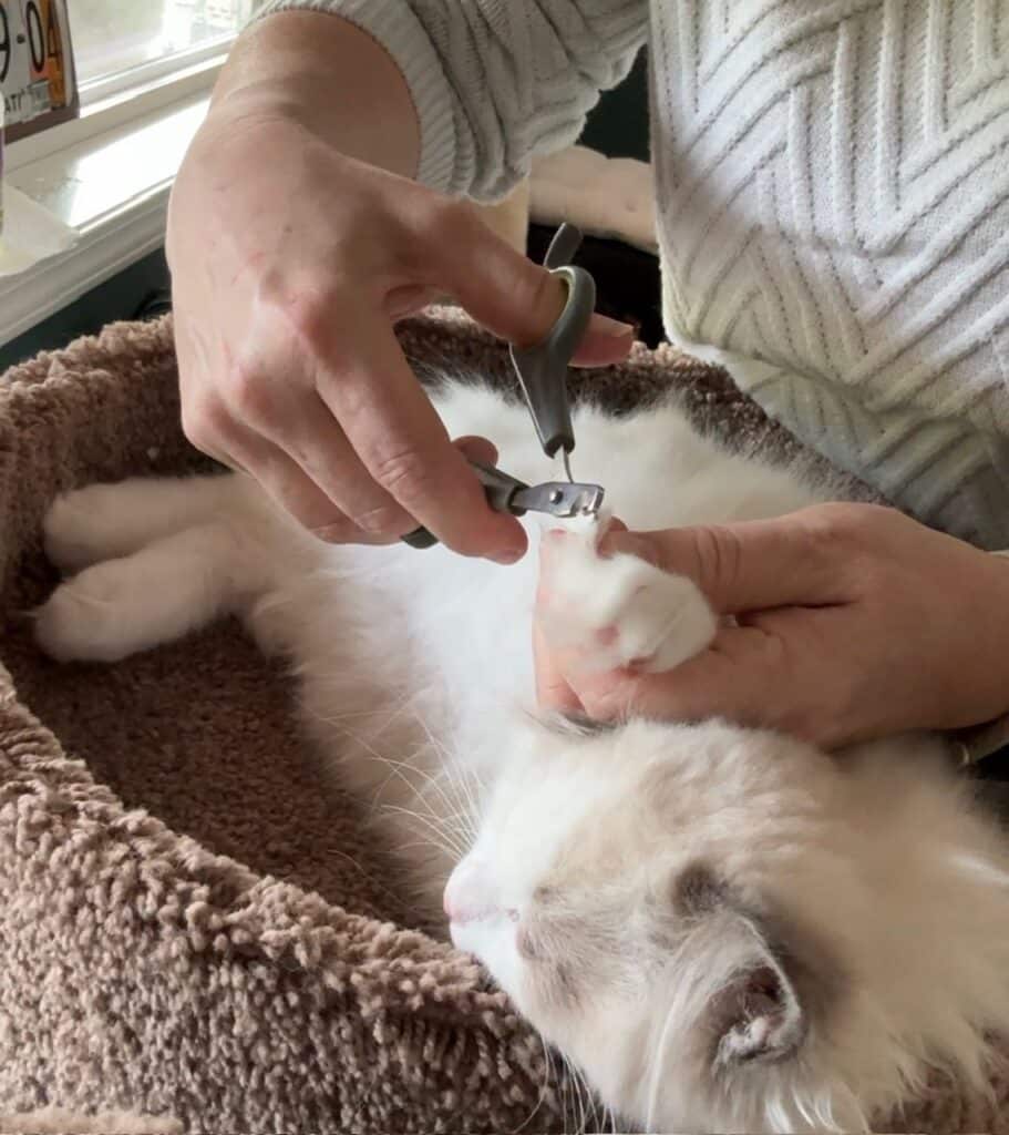 weekly claw clipping for breeding ragdoll cats and kittens