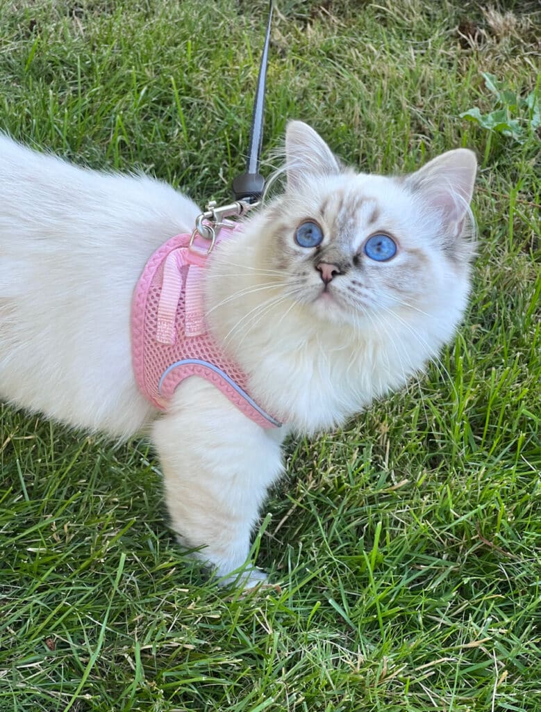 breeding ragdoll cats at home