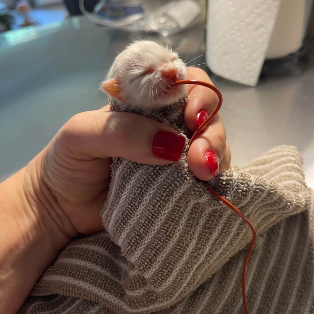 breeding ragdoll kittens sometimes are not strong enough to nurse