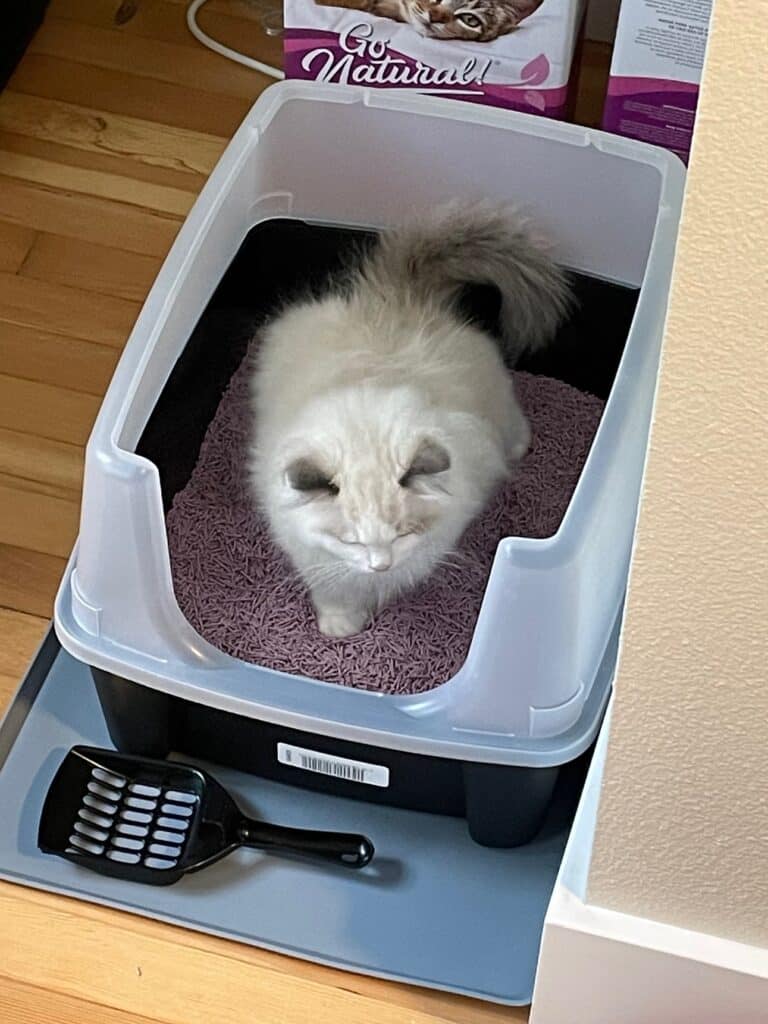 Breeding ragdoll kittens in litter box