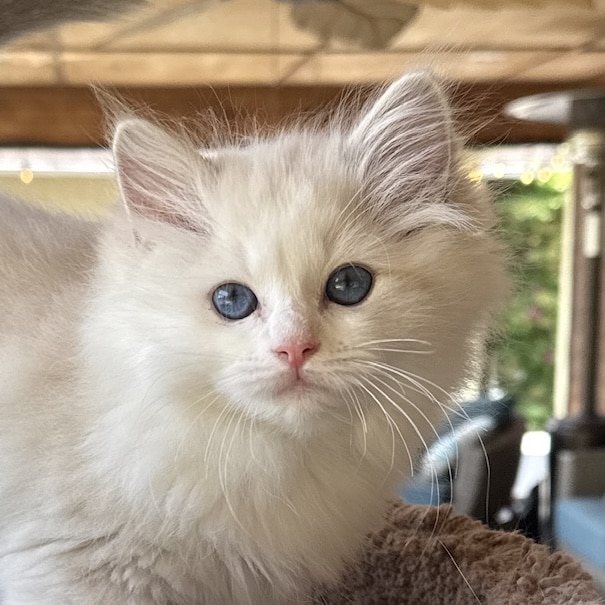Kerry, Blue Lynx Point Bicolor, Adopted