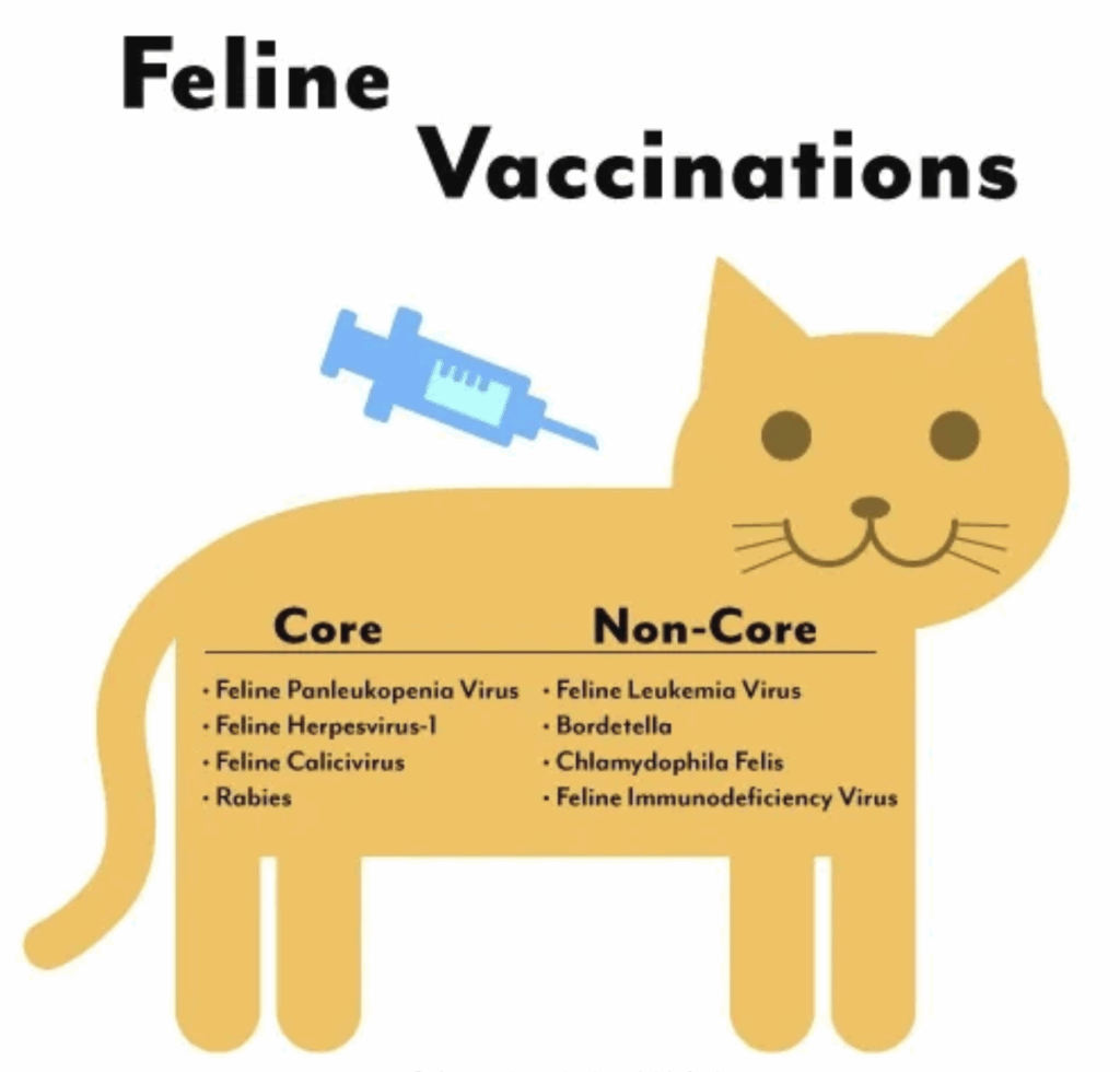 vaccines for ragdoll cats and kittens