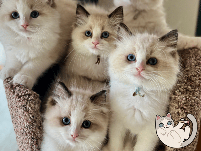 A Group of ragdoll kittens from the breeder