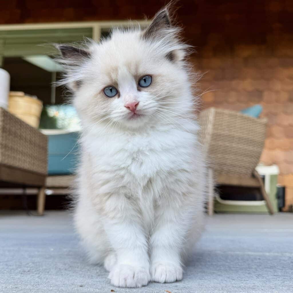 ragdoll kittens for sale seal bicolor