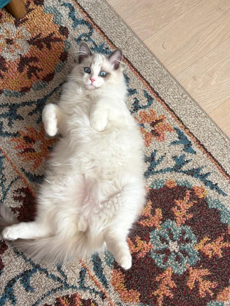 i have no idea if this is a boy or girl ragdoll cat