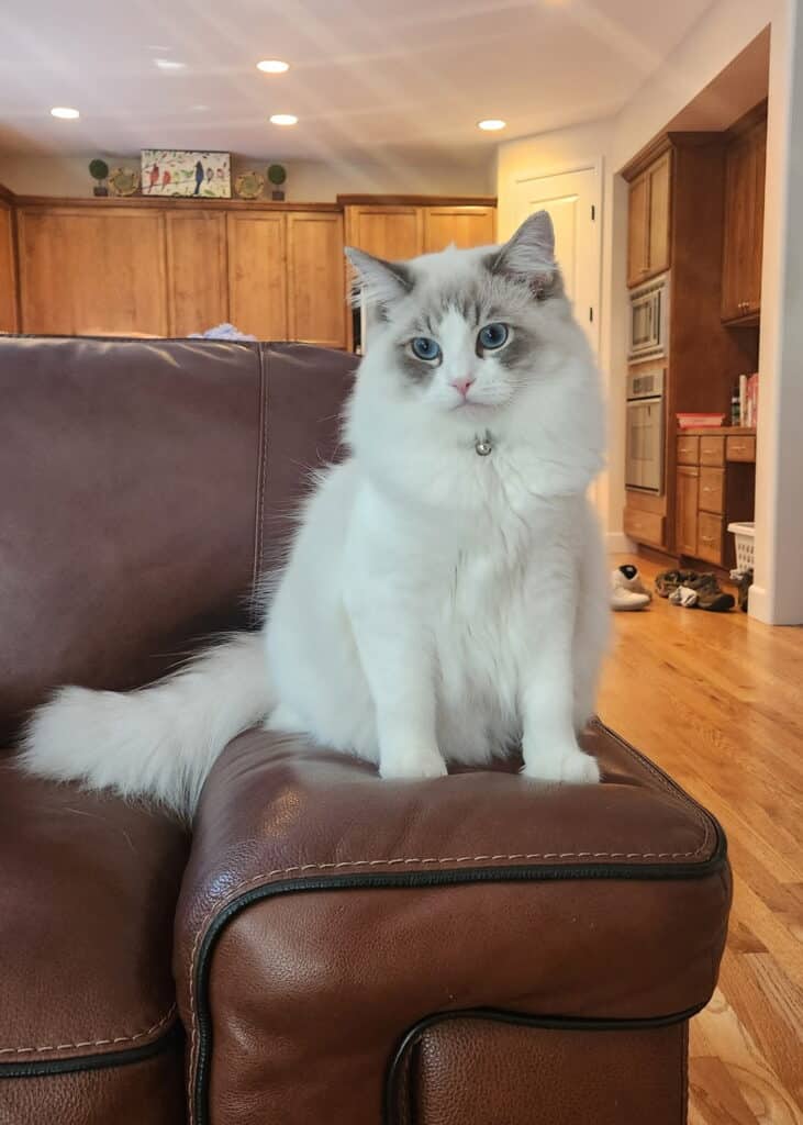 a boy or girl ragdoll cat you decide
