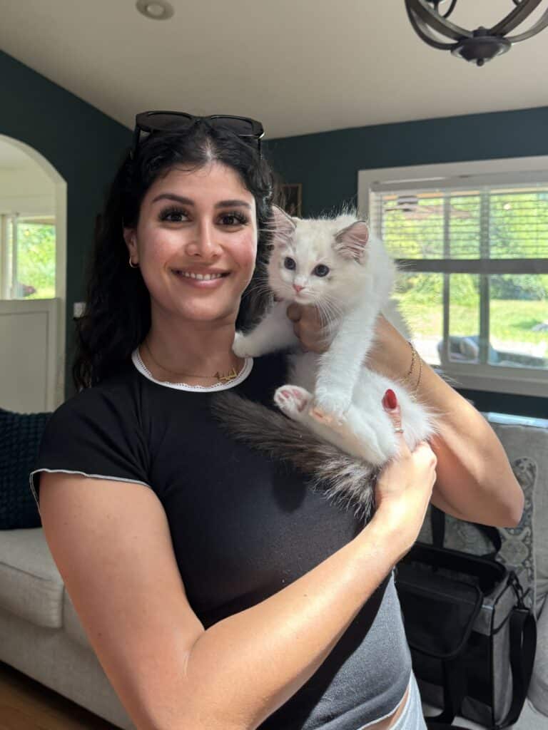 beautiful boy or girl ragdoll cat
