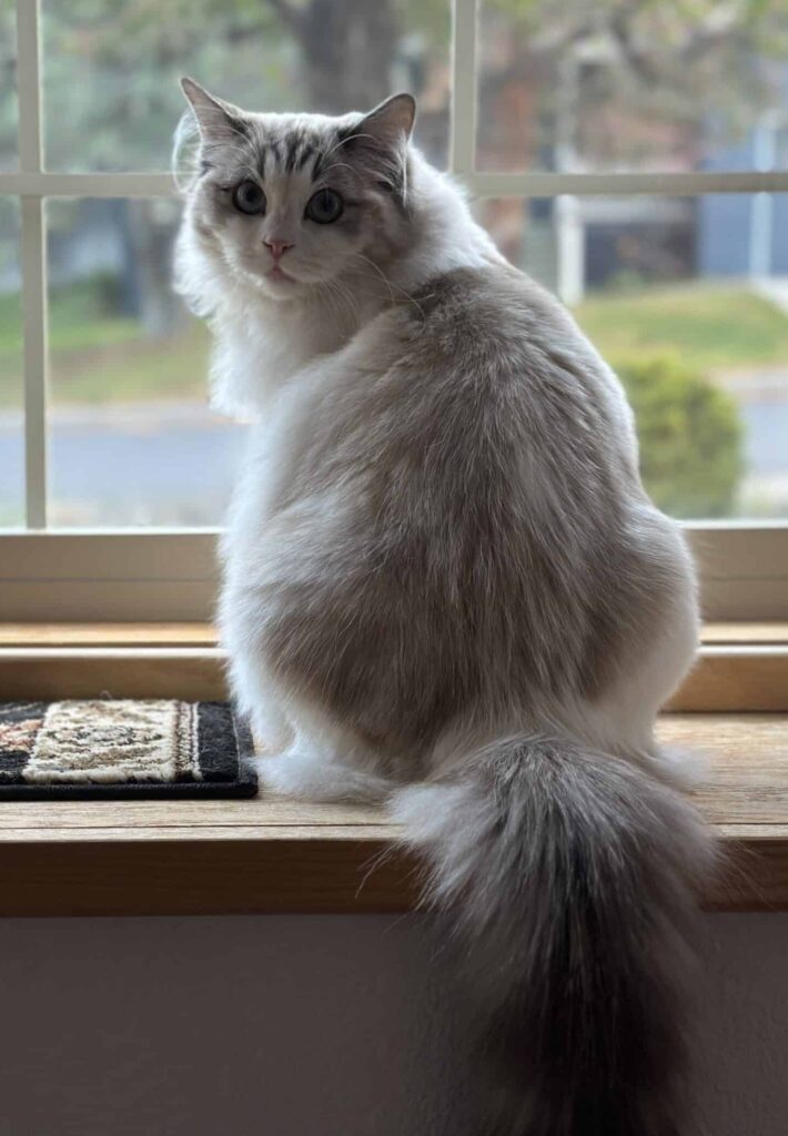boy or girl ragdoll cat is your decision