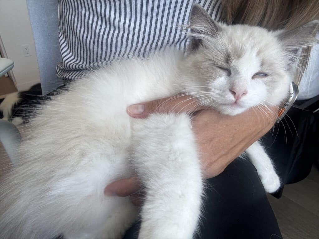 boy or girl ragdoll cat likes to sit in laps