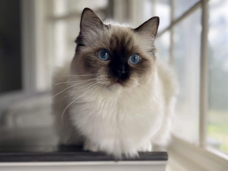 seal mitted available ragdoll kittens