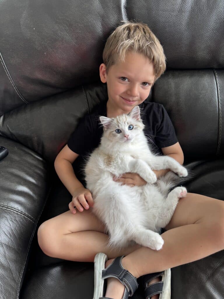 boy or girl ragdoll cats for a family