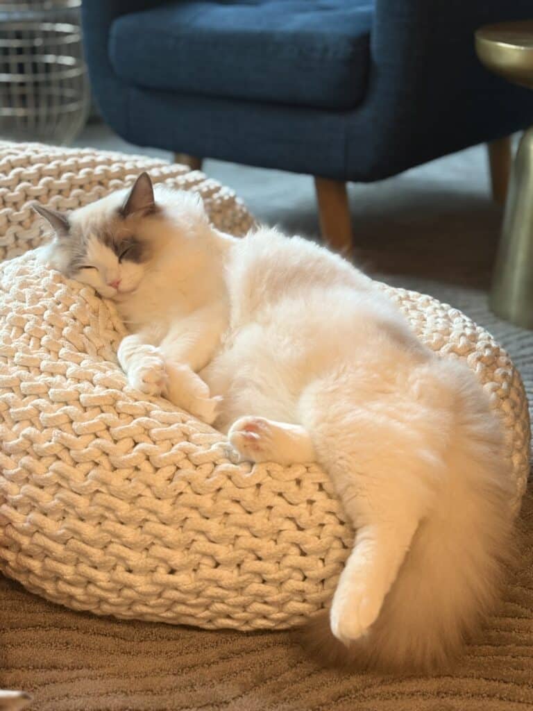 who can tell a boy or a girl ragdoll cat