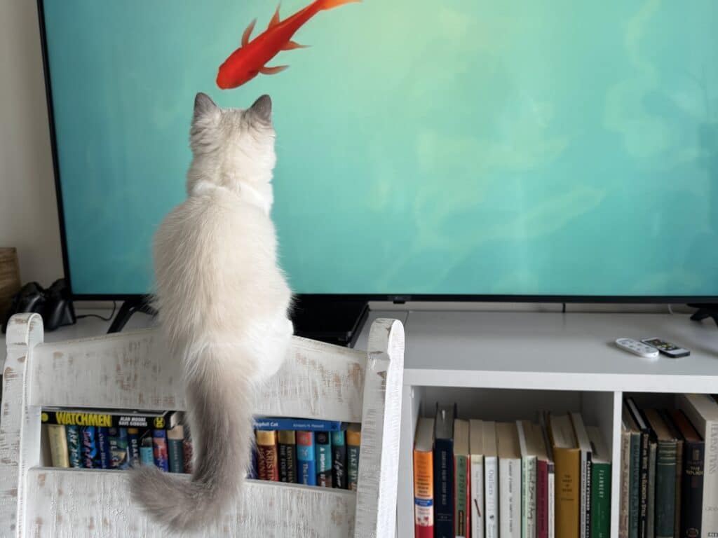 when to adopt a one or two ragdoll cats