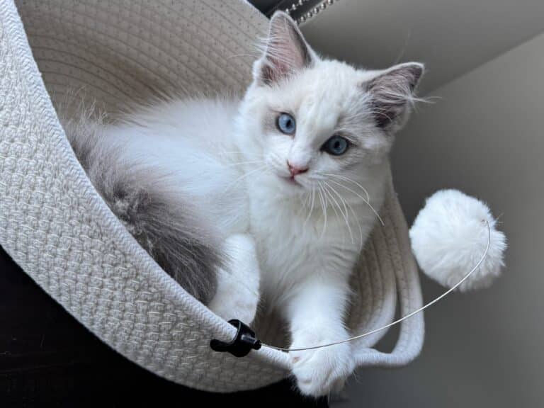 should we adopt two ragdolls or one
