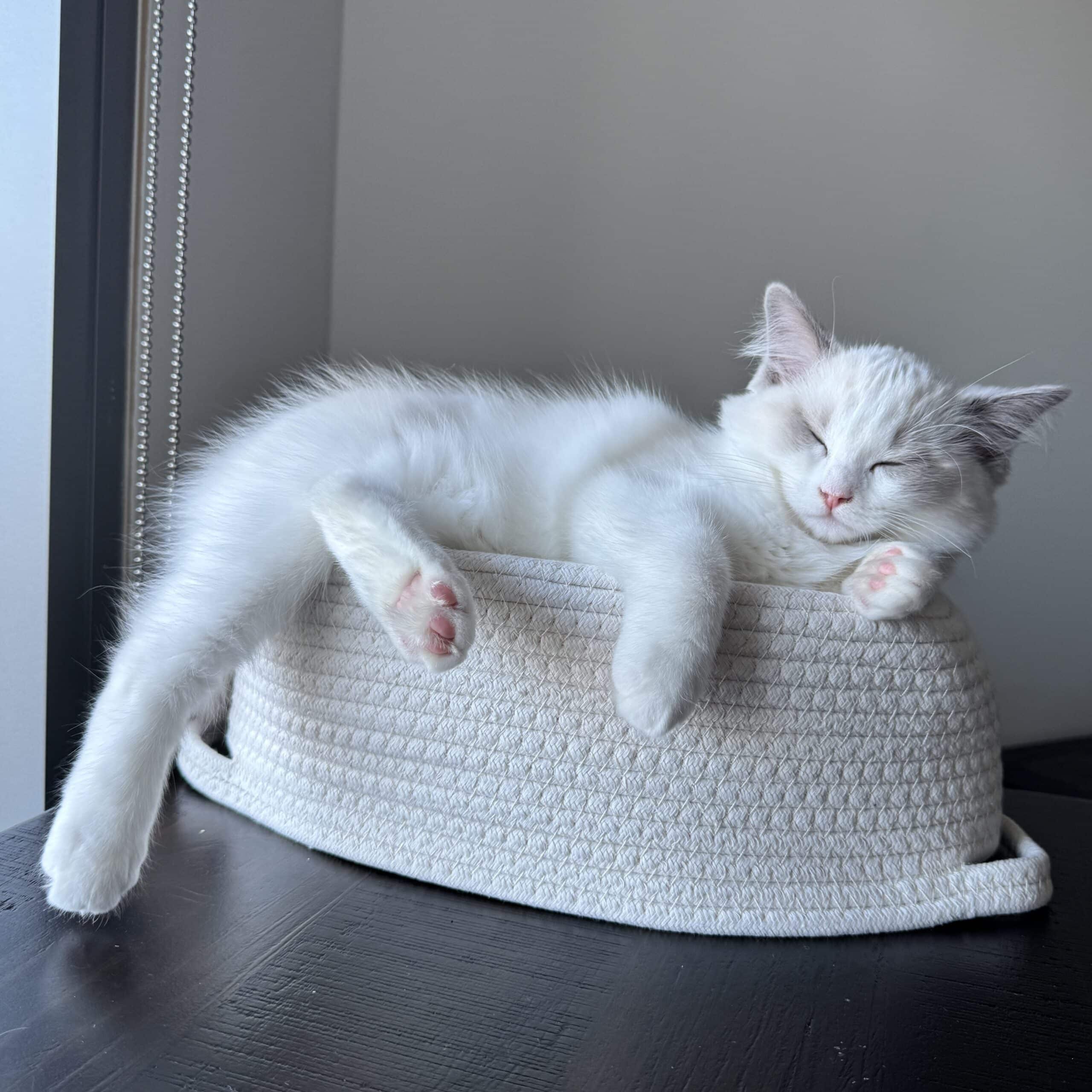 adopt one ragdoll or two
