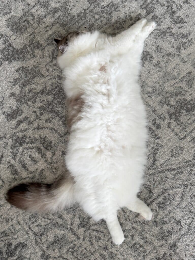 boy or girl ragdoll cat