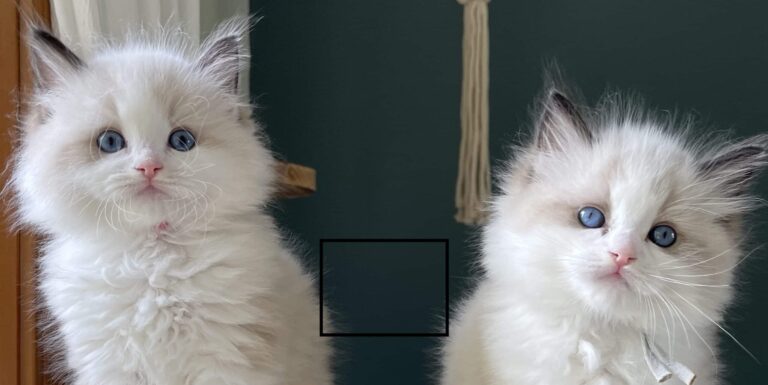 should i adopt a boy or girl ragdoll cat