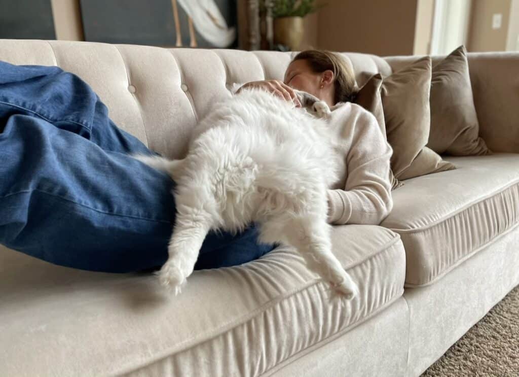 boy ragdoll cat