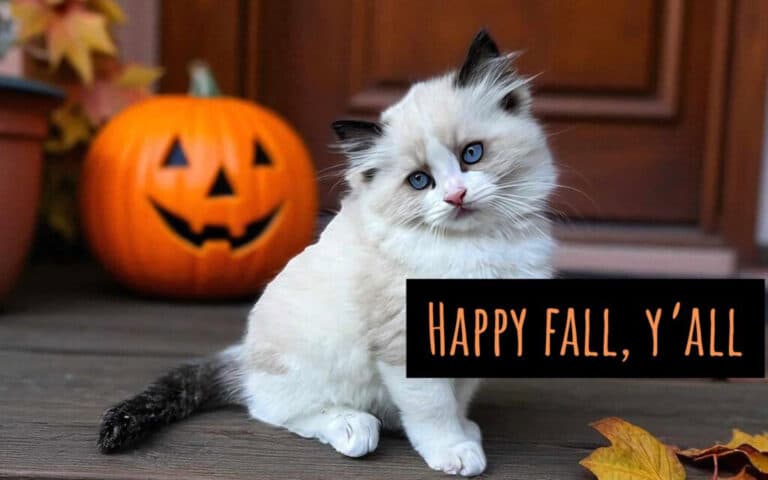 ragdoll kitten cover photo for ragdoll poop