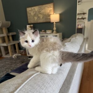 ragdoll poop - a kitten with a dingleberry attached