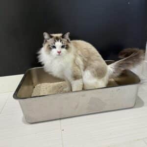 ragdoll cat in litter box