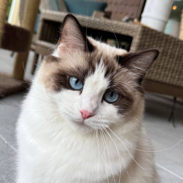 seal-bicolor-ragdoll