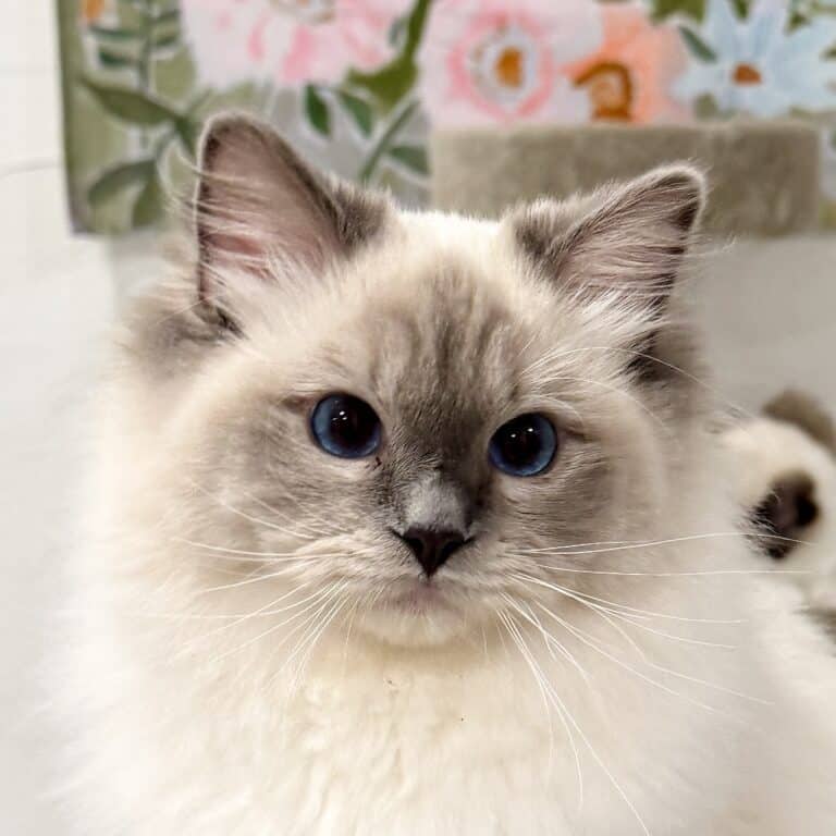 ‘WeLoveOur’ Heart Grows Fonder “Honey”