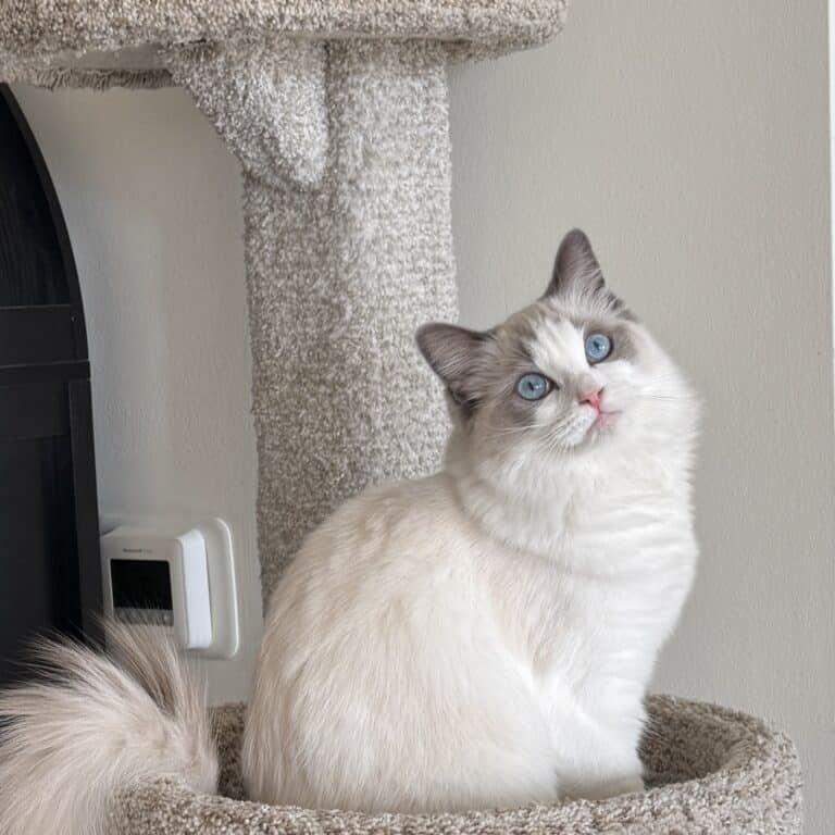 Willowtree Portrait Of A Lady “Izzy”