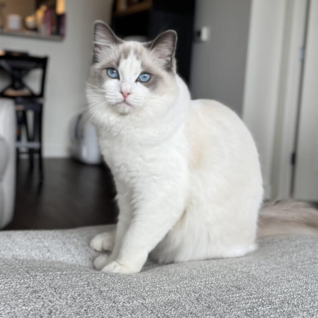 ethical ragdoll breeders