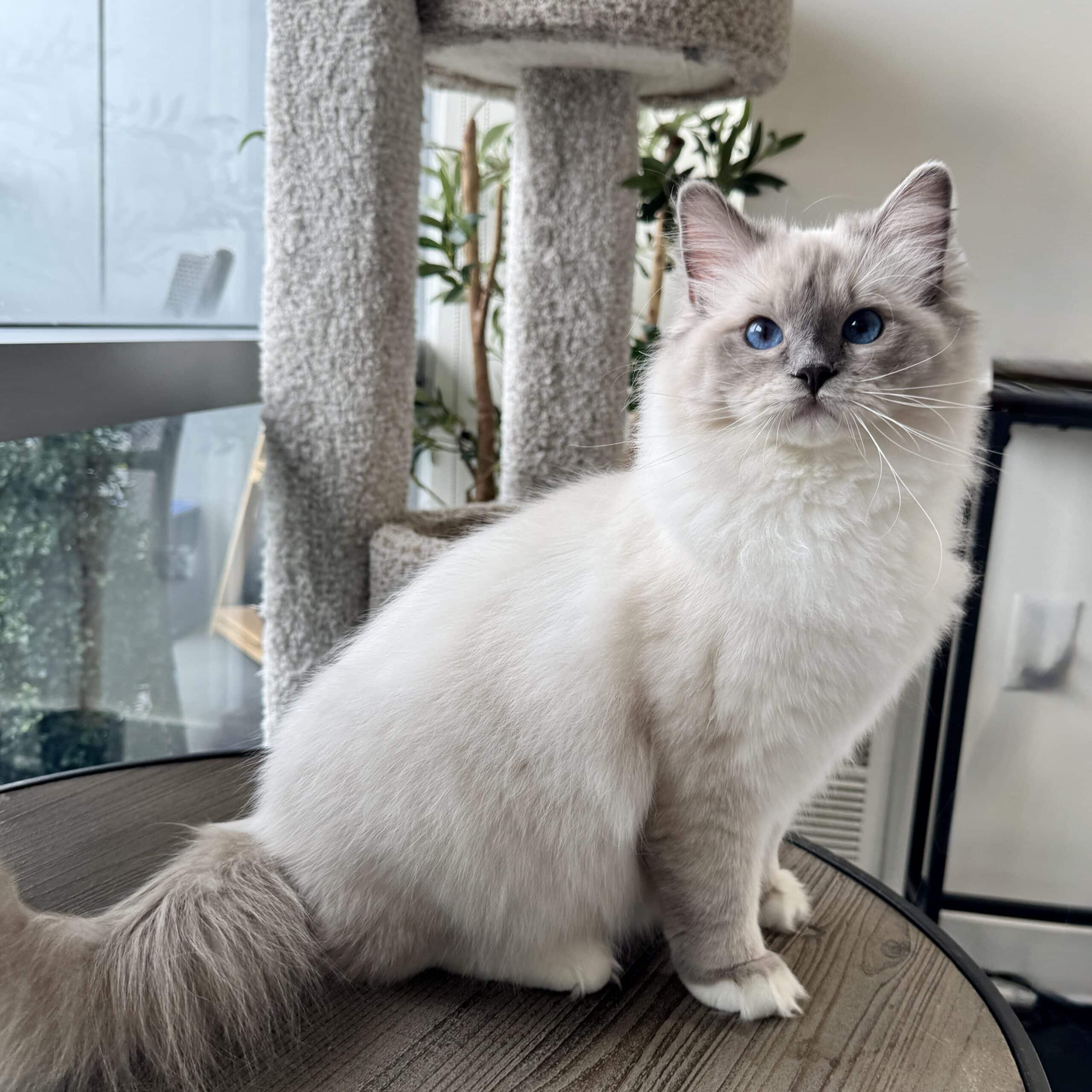 Ragdoll Breeding