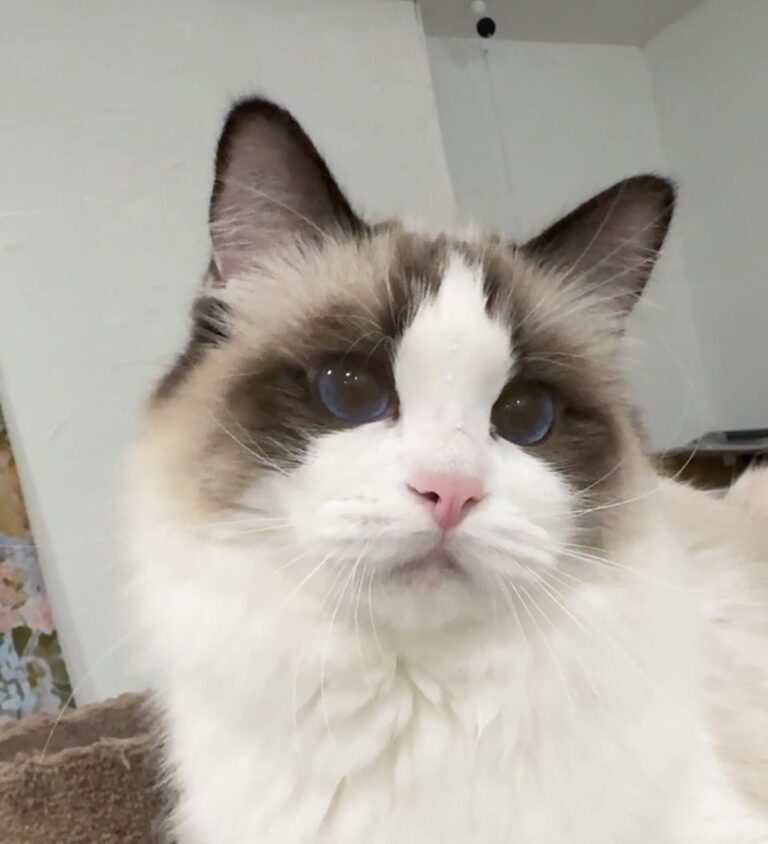 MasterpieceRags Succession