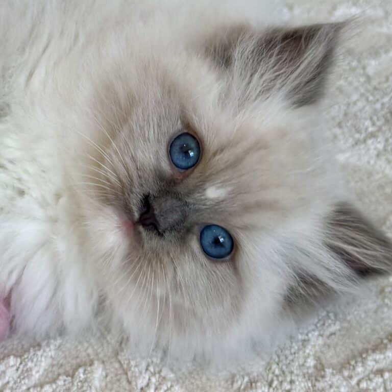 Bluette, Blue Mitted Ragdoll Kitten