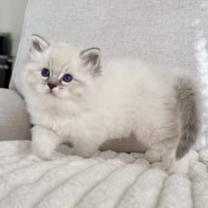 ragdoll kitten health guarantee