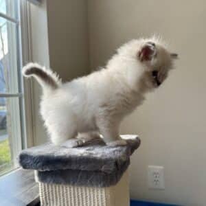 ragdoll kitten health guarantee