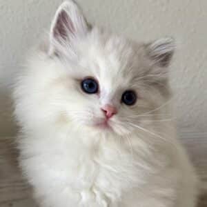 ragdoll kitten health guarantee